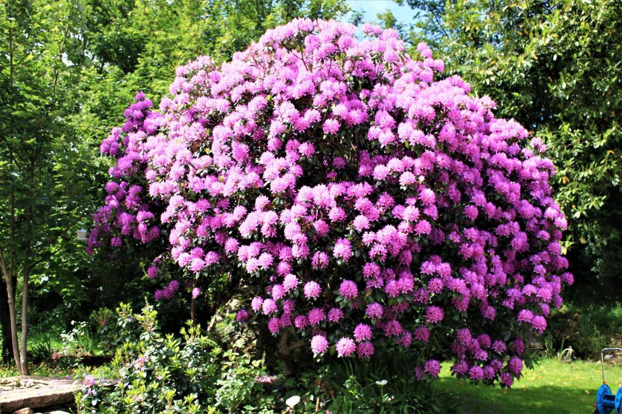 Keryerna Ar C'Haouled "Aux Hortensias" Clevacance Saint-Meen  Exterior foto